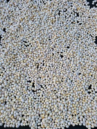 춘천해바라기님의 오늘 어떤 농작업하셨나요? · 참여글 작성글 사진