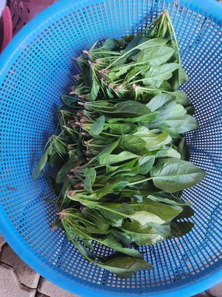 차윤호님의 시금치 · 영농일지 작성글 사진