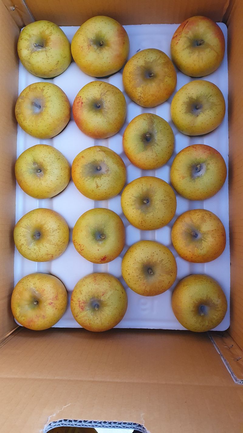 장터 상품 [황금사과 5kg] 썸네일