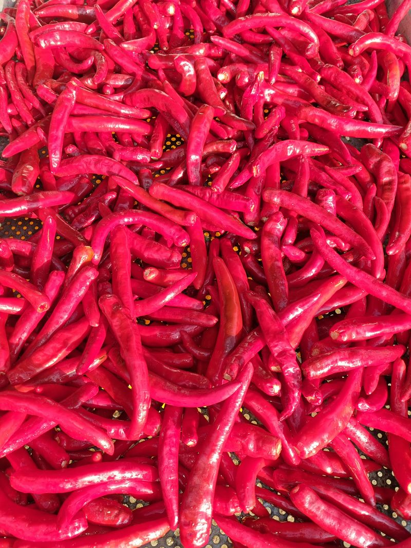 유병규님의 장터 판매 상품 [고추가루&건고추] 첨부 사진