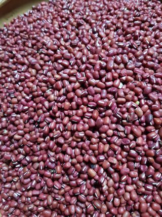 백봉2리밭농사곡식님의 오늘 어떤 농작업하셨나요? · 참여글 작성글 사진