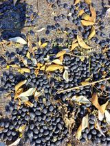 팜모닝 자유주제·자유게시판 게시글 이미지