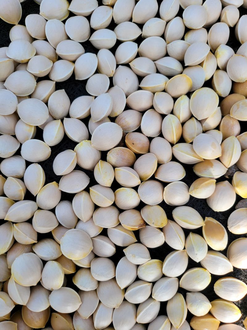 장터 상품 [햇은행] 썸네일