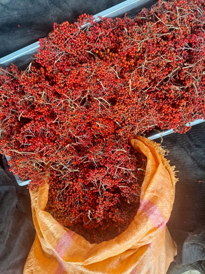 백작약님의 장터 판매 상품 [마가목열매] 첨부 사진