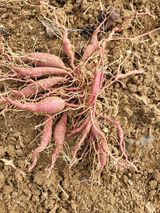 팜모닝 고구마·자유게시판 게시글 이미지