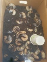 팜모닝 장터이야기·자유게시판 게시글 이미지