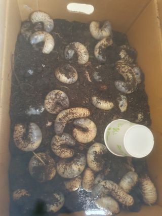 천호님의 장터이야기 · 자유게시판 작성글 사진