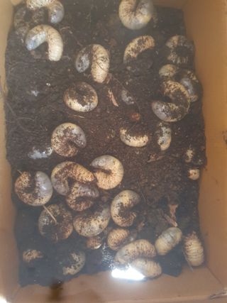 천호님의 장터이야기 · 자유게시판 작성글 사진