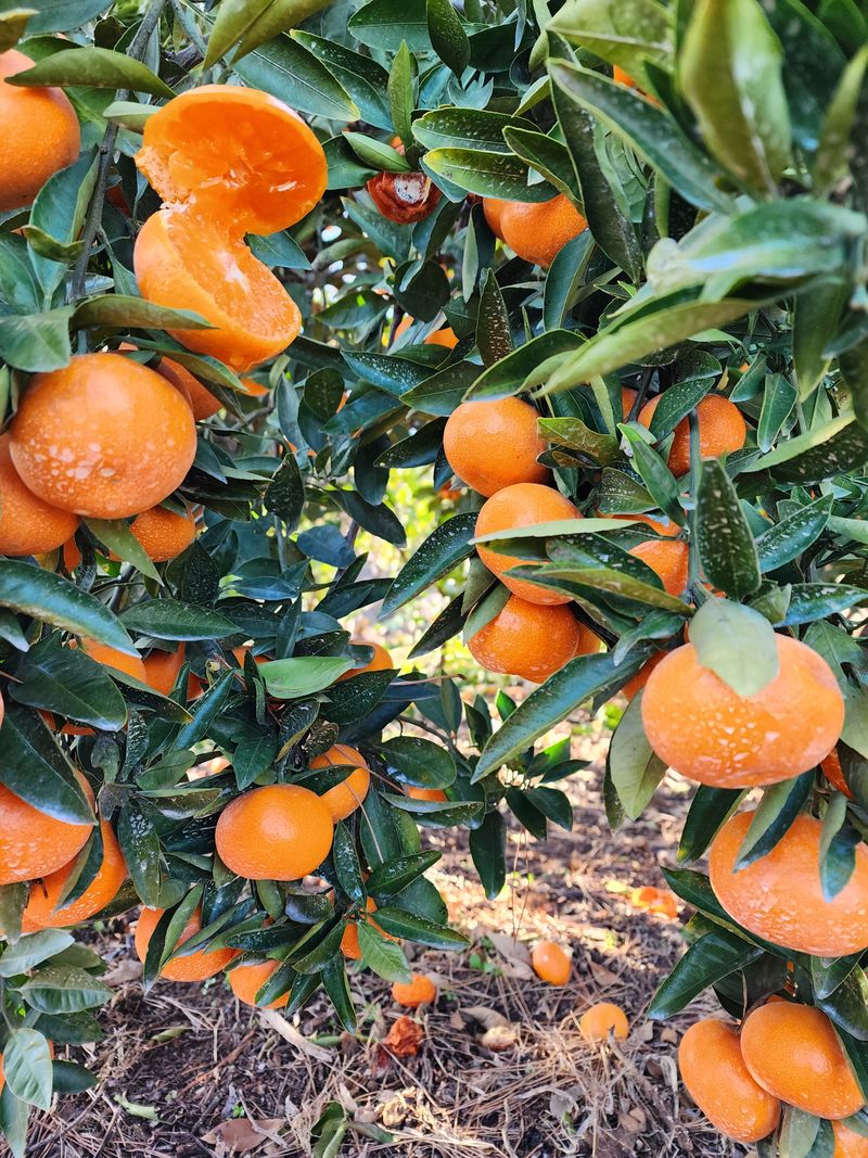 조현기 님의 장터 판매 상품 [10kg] 첨부 사진