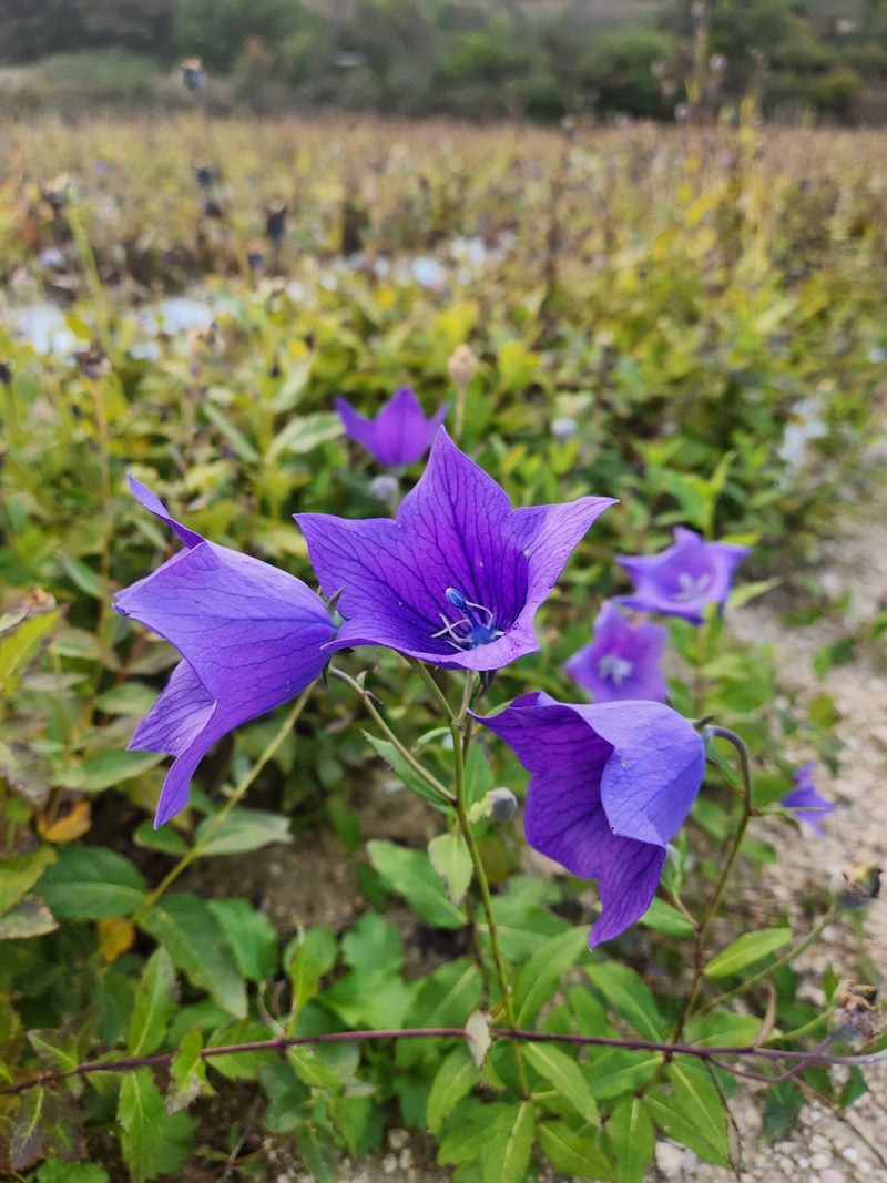 장터 상품 [수퍼약도라지씨앗 종이컵1개기준 판매합니다 ] 썸네일