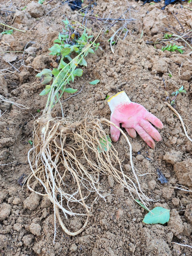 약도라지6018님의 장터 판매 상품 [수퍼약도라지씨앗 종이컵1개기준 판매합니다 ] 첨부 사진