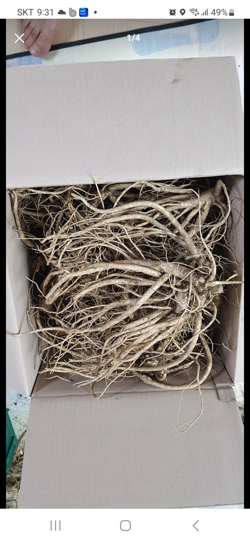 약도라지6018님의 장터 판매 상품 [수퍼약도라지씨앗 종이컵1개기준 판매합니다 ] 첨부 사진