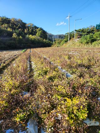 약도라지6018님의 작성글 사진