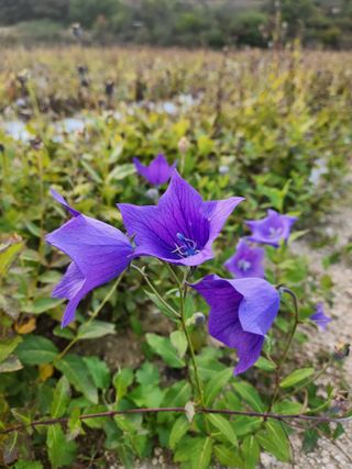 약도라지6018님의 작성글 사진