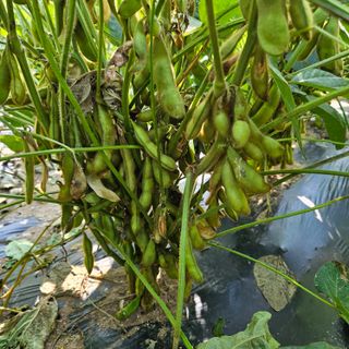 김영식님의 오늘 어떤 농작업하셨나요? · 참여글 작성글 사진