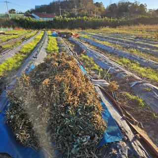 김영식님의 오늘 어떤 농작업하셨나요? · 참여글 작성글 사진