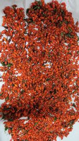 팜모닝 오늘 어떤 농작업하셨나요?·참여글 게시글 이미지