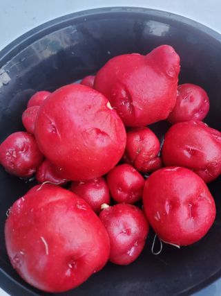 휘성님의 오늘 어떤 농작업하셨나요? · 참여글 작성글 사진