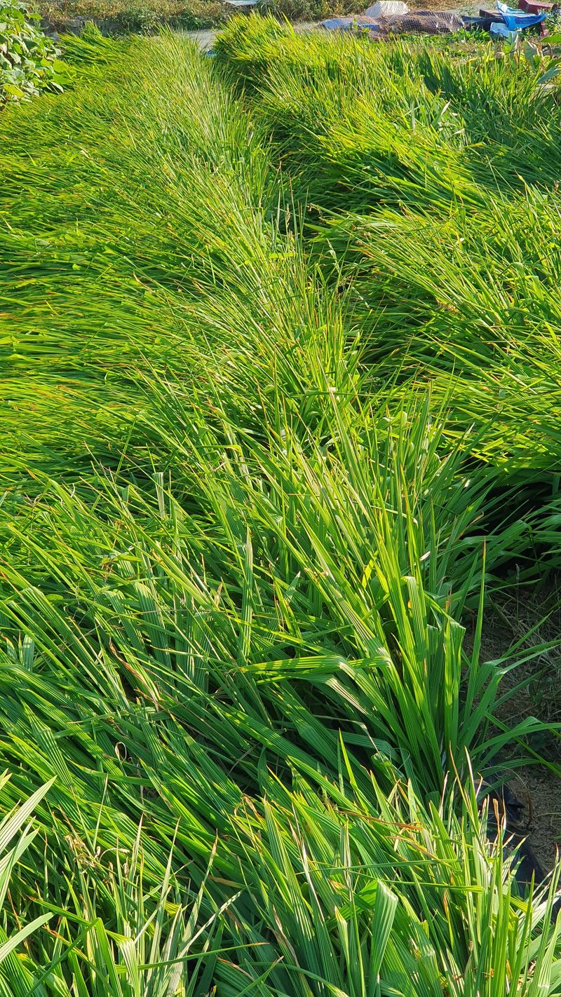 장터 상품 [마운틴양파 1kg(판매완료)] 썸네일