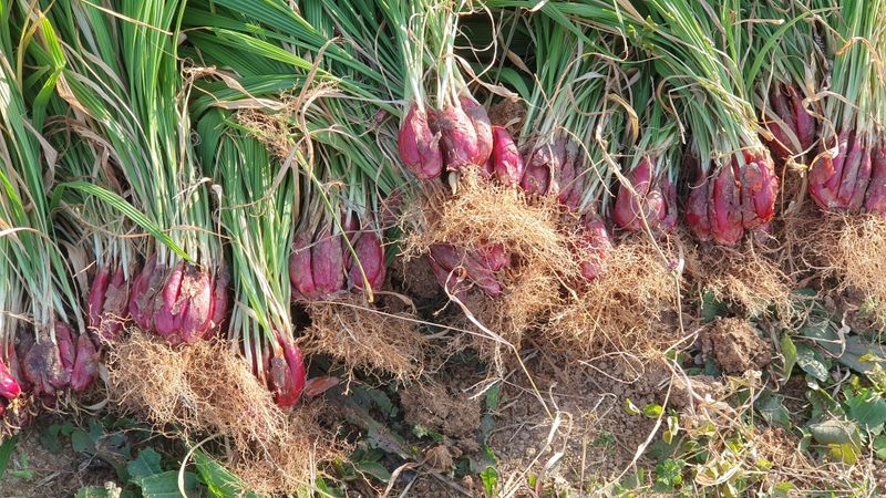 송죽암님의 장터 판매 상품 [마운틴양파 1kg(판매완료)] 첨부 사진