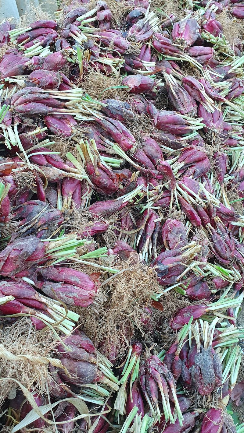 송죽암님의 장터 판매 상품 [마운틴양파 1kg(판매완료)] 첨부 사진