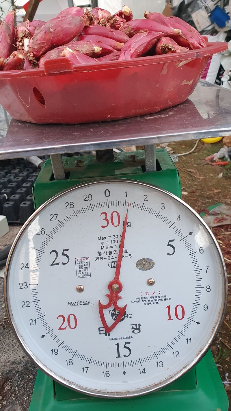 송죽암님의 장터 판매 상품 [마운틴양파 1kg(판매완료)] 첨부 사진