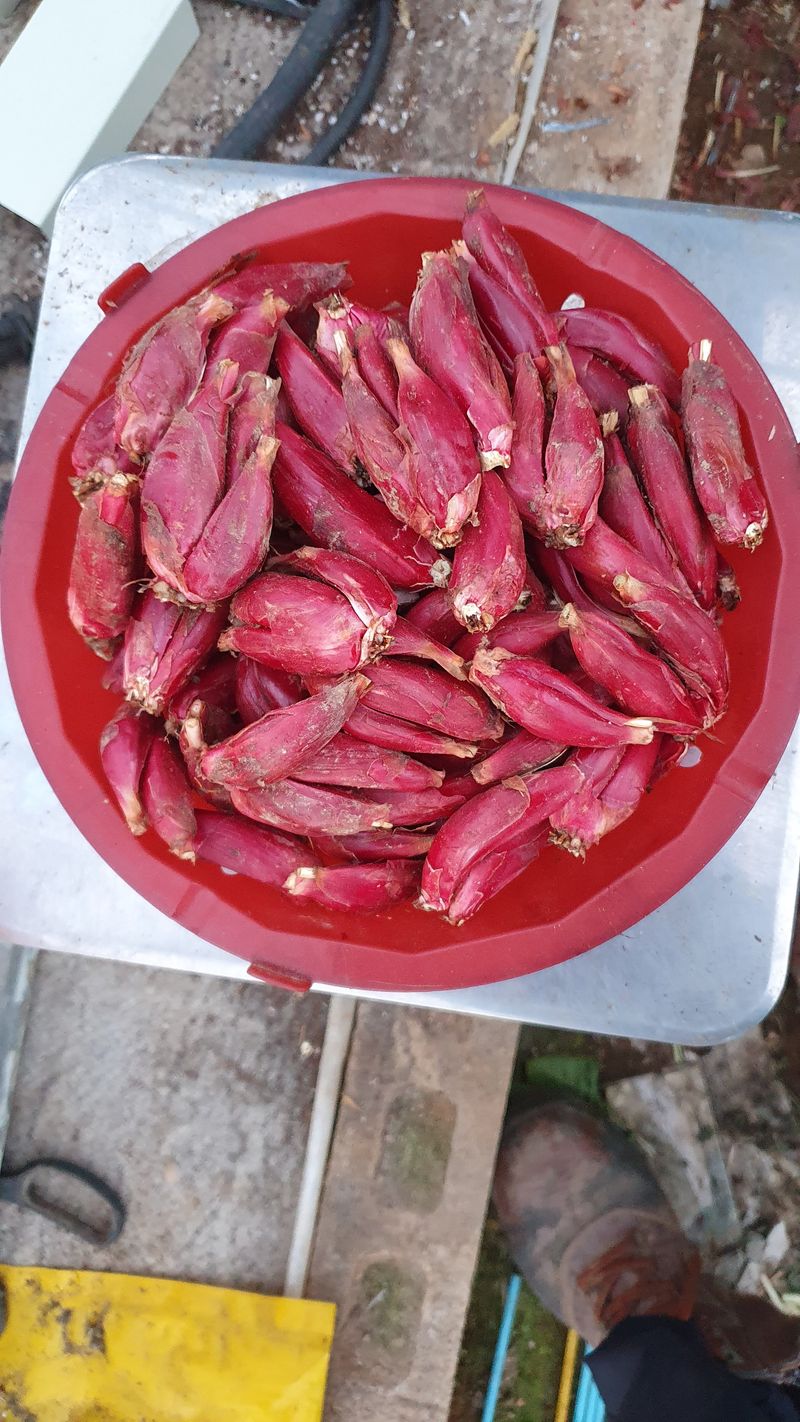 송죽암님의 장터 판매 상품 [마운틴양파 1kg(판매완료)] 첨부 사진