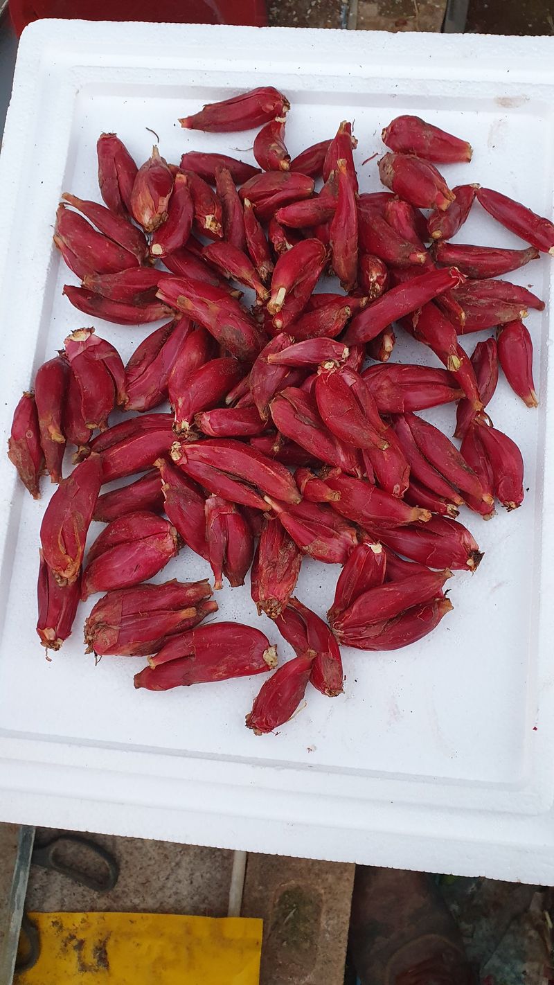 송죽암님의 장터 판매 상품 [마운틴양파 1kg(판매완료)] 첨부 사진