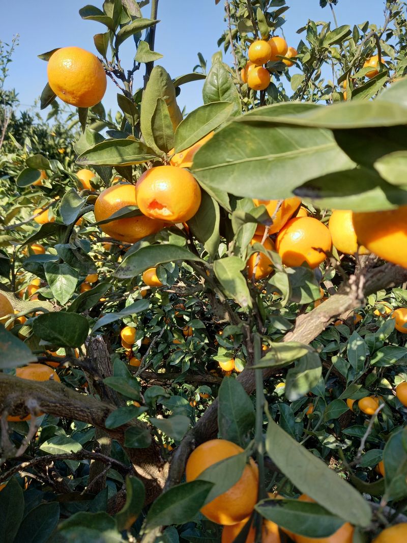 부금리(금강농원)님의 장터 판매 상품 [조생귤 10키로] 첨부 사진