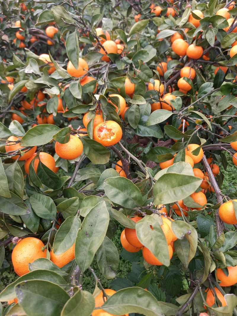 부금리(금강농원)님의 장터 판매 상품 [조생귤 10키로] 첨부 사진