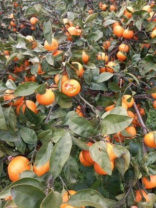 부금리(금강농원)님의 작성글 사진