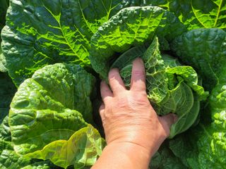 여우내 이순홍님의 배추 · 영농일지 작성글 사진