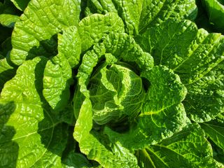 여우내 이순홍님의 배추 · 영농일지 작성글 사진