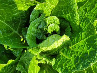 여우내 이순홍님의 배추 · 영농일지 작성글 사진