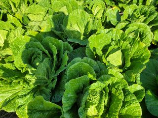 여우내 이순홍님의 배추 · 영농일지 작성글 사진