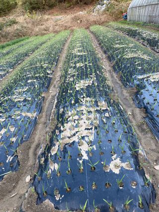 오디님의 마늘 · 파종작업 작성글 사진