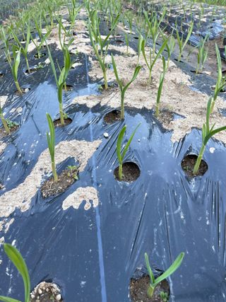 오디님의 마늘 · 파종작업 작성글 사진