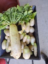 팜모닝 기타작물·자유게시판 게시글 이미지