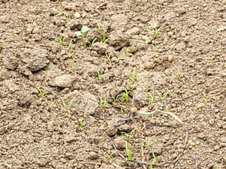 여우내 이순홍님의 시금치 · 파종작업 작성글 사진