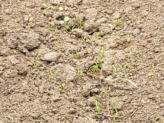 여우내 이순홍님의 시금치 · 파종작업 작성글 사진