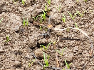 여우내 이순홍님의 시금치 · 파종작업 작성글 사진