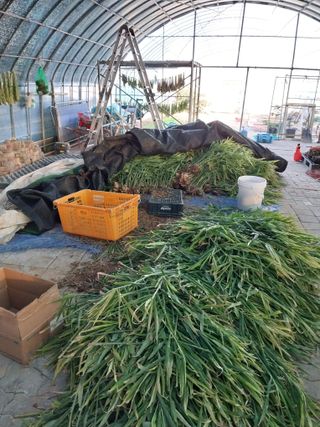 서산 밀집모자님의 자유주제 · 자유게시판 작성글 사진