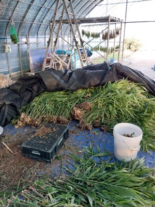 서산 밀집모자님의 자유주제 · 자유게시판 작성글 사진