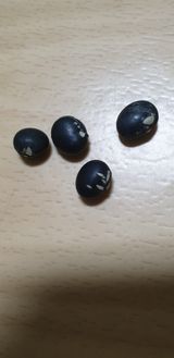 팜모닝 콩·병해충상담 게시글 이미지