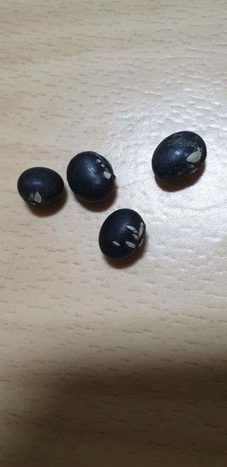 손대권님의 콩 · 병해충상담 작성글 사진