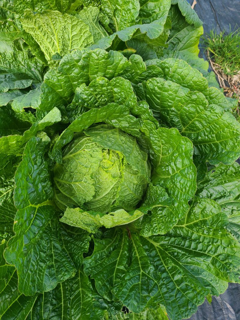 조병재님의 장터 판매 상품 [김장절임배추 20kg.1박스] 첨부 사진