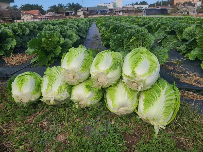 조병재님의 장터 판매 상품 [김장절임배추 20kg.1박스] 첨부 사진