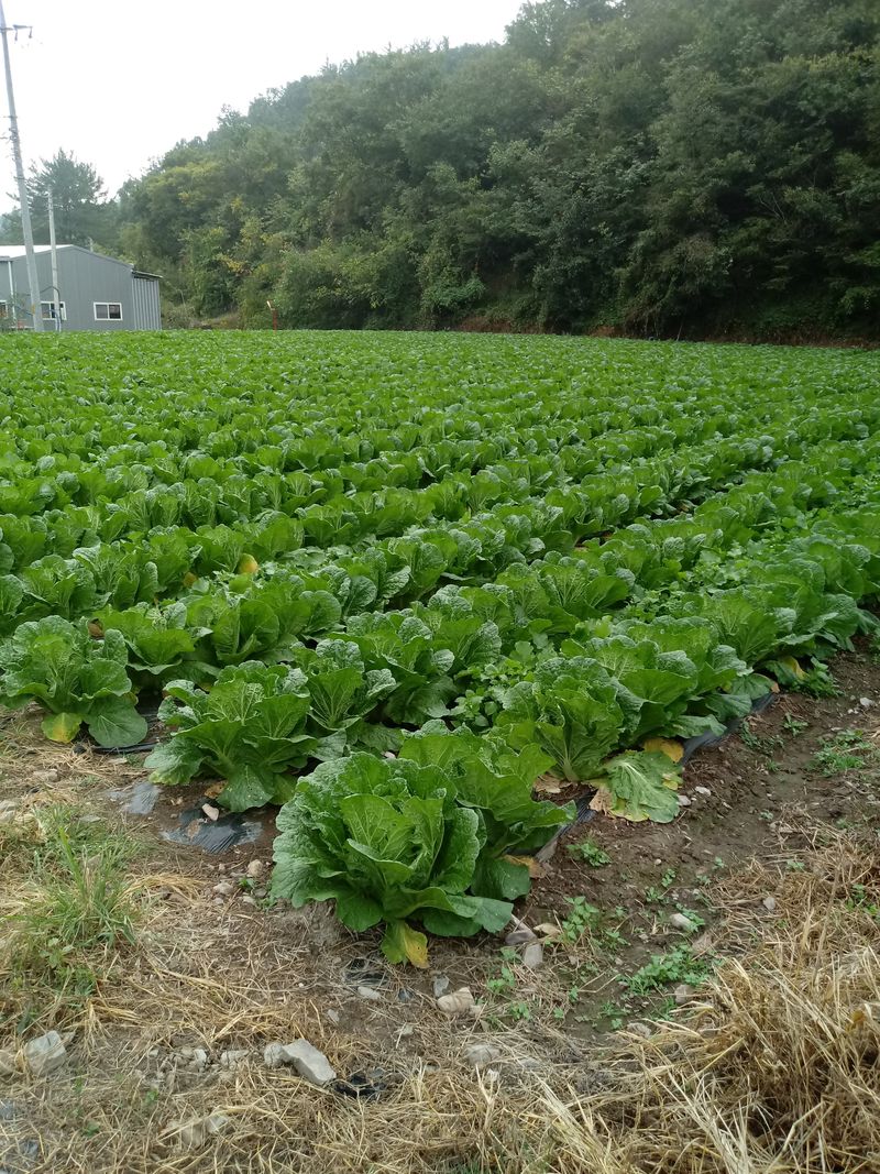 손경식님의 장터 판매 상품 [절임 배추(완료)] 첨부 사진