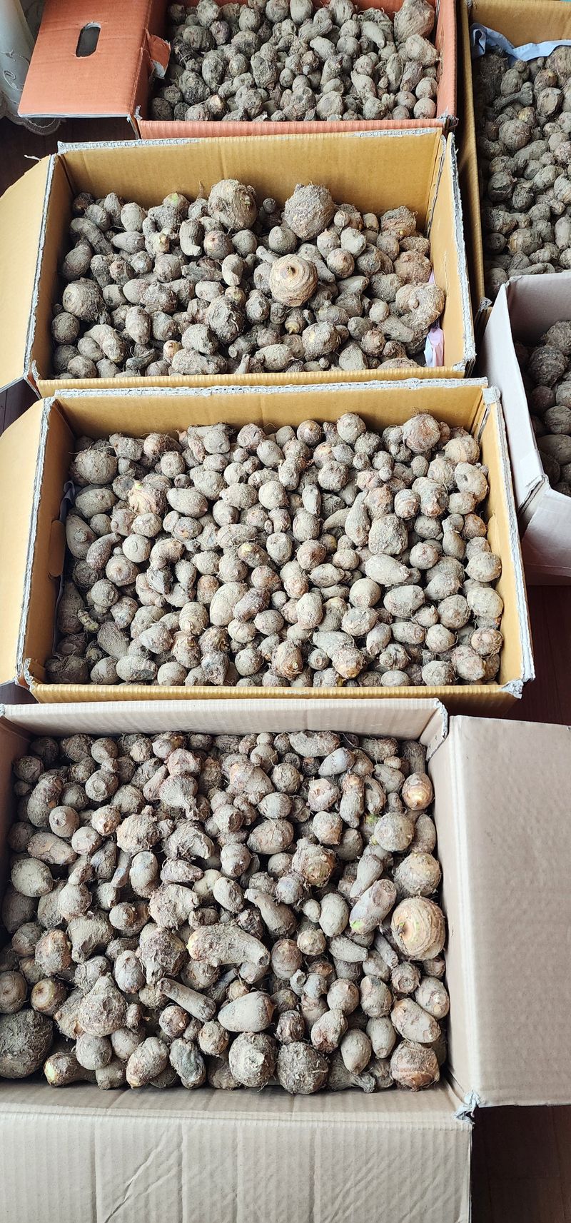 박동현님의 장터 판매 상품 [왕토란 종근판매 합니다 ] 첨부 사진