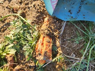 박해용(세건농장)님의 기타작물 · 자유게시판 작성글 사진